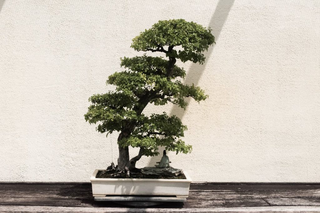how long do bonsai trees take to grow from seed