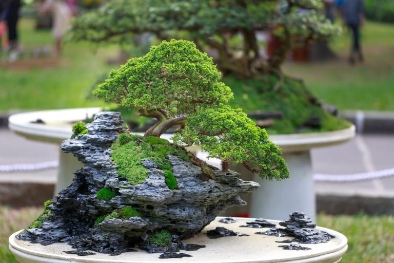 how long do bonsai trees take to grow