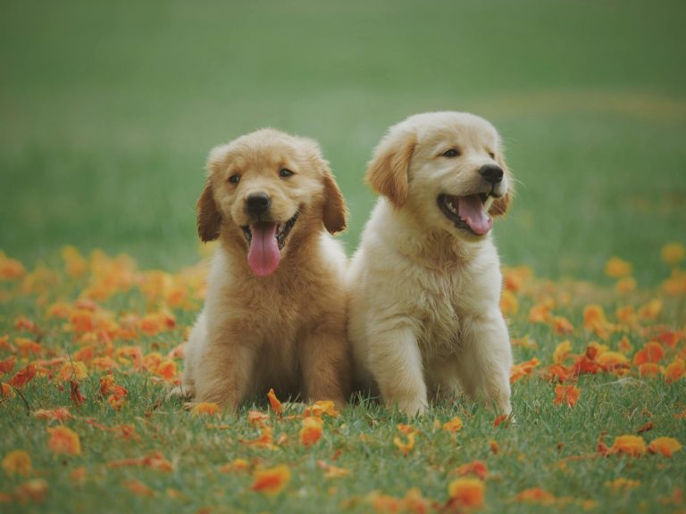 natural dog food