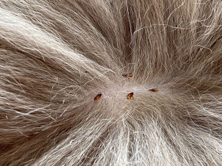 Flea-in-Cat