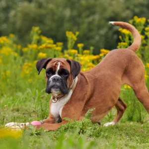 Joint-Support Routine for Active and Older Dogs